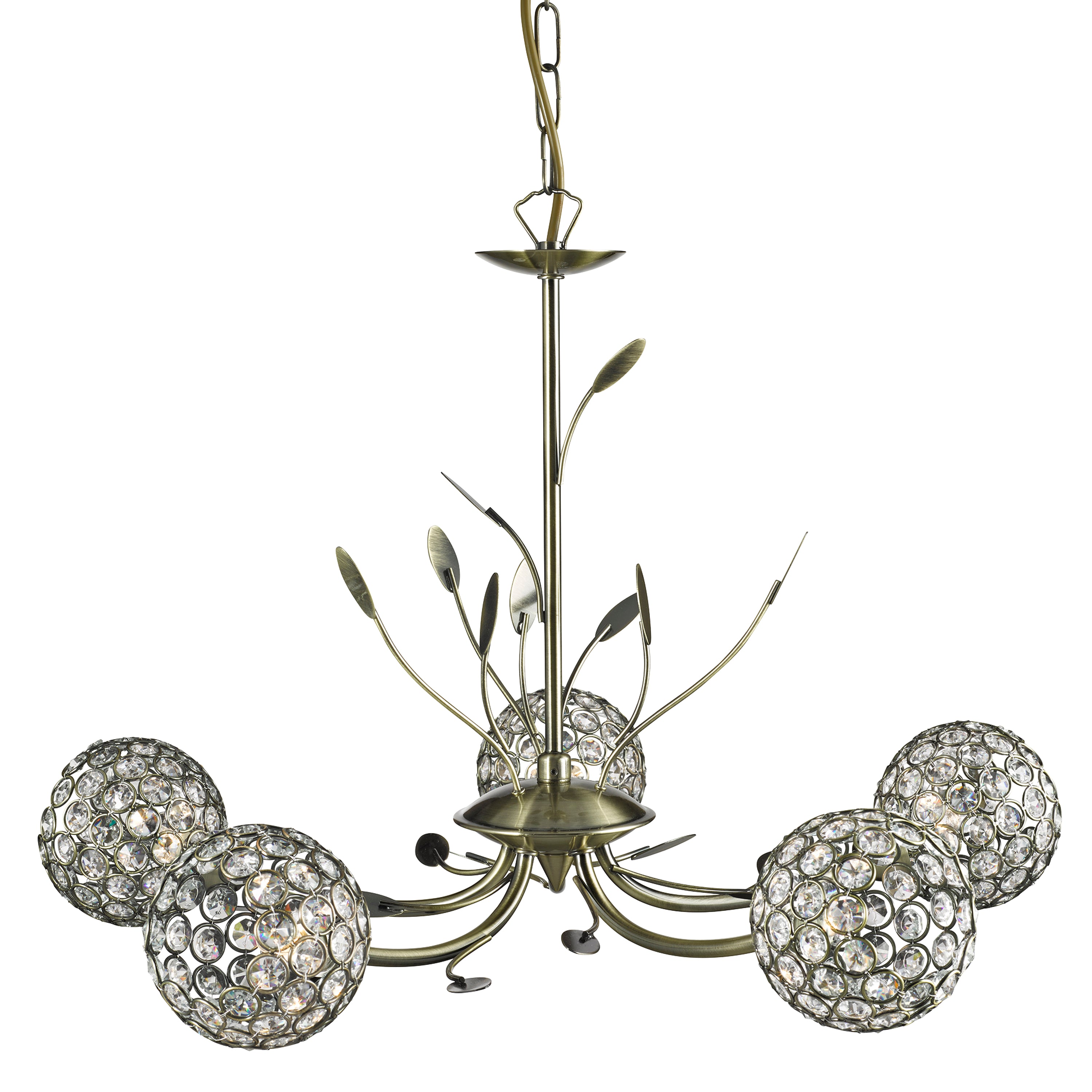 Bellis Ii-5575-5