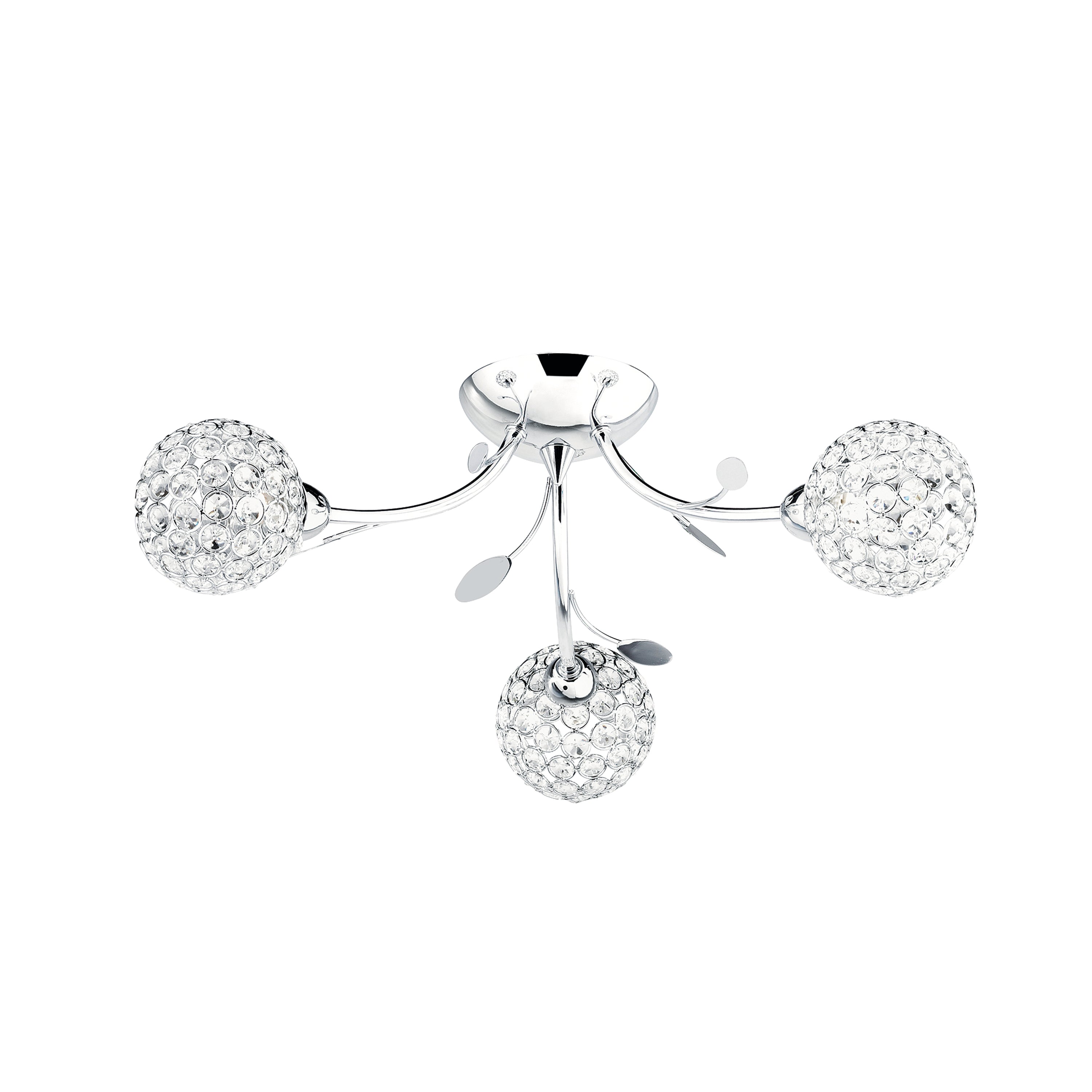 Bellis-Ii-6573-3