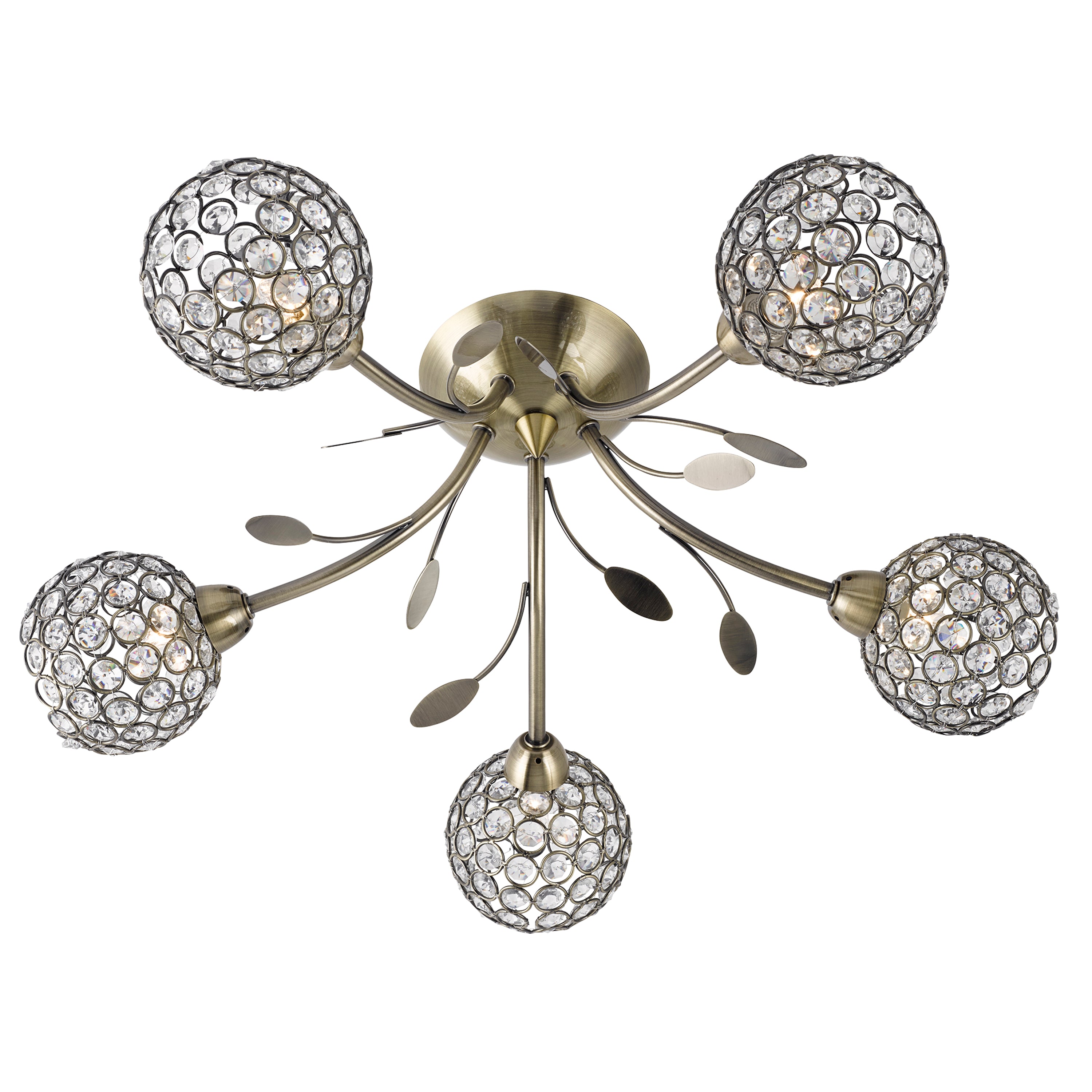 Bellis-Ii-6575-5