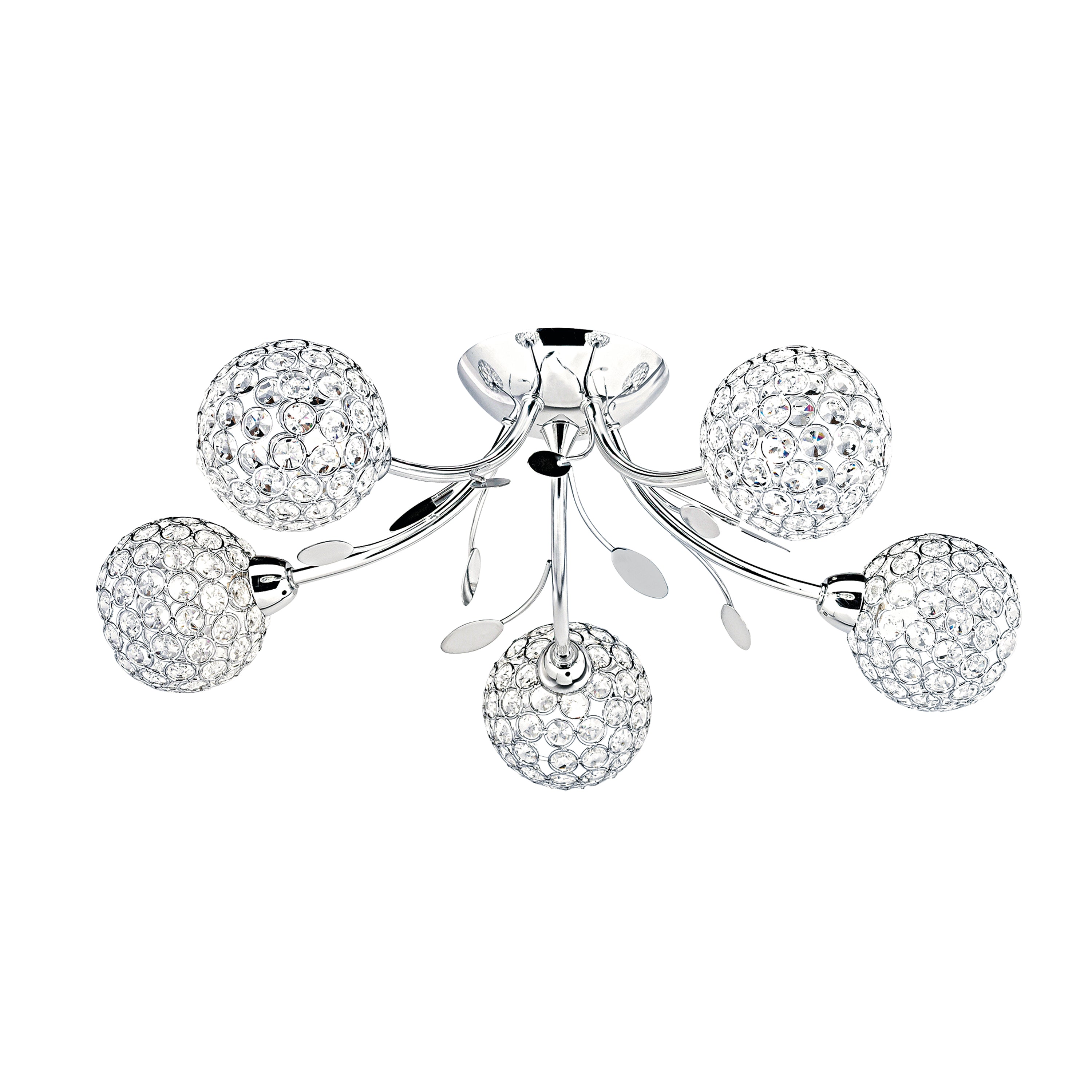Bellis-Ii-6575-5