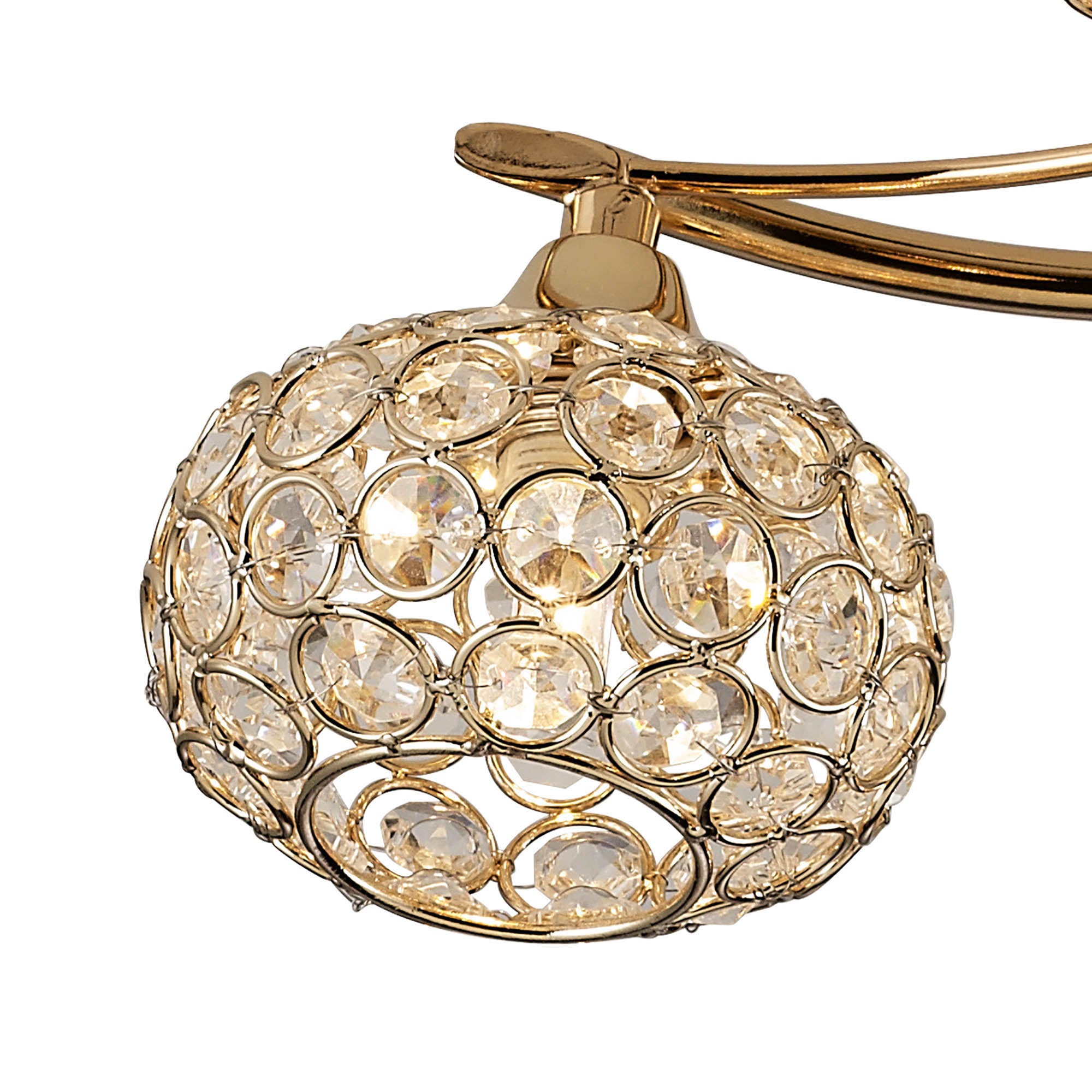 leimo_IL30966