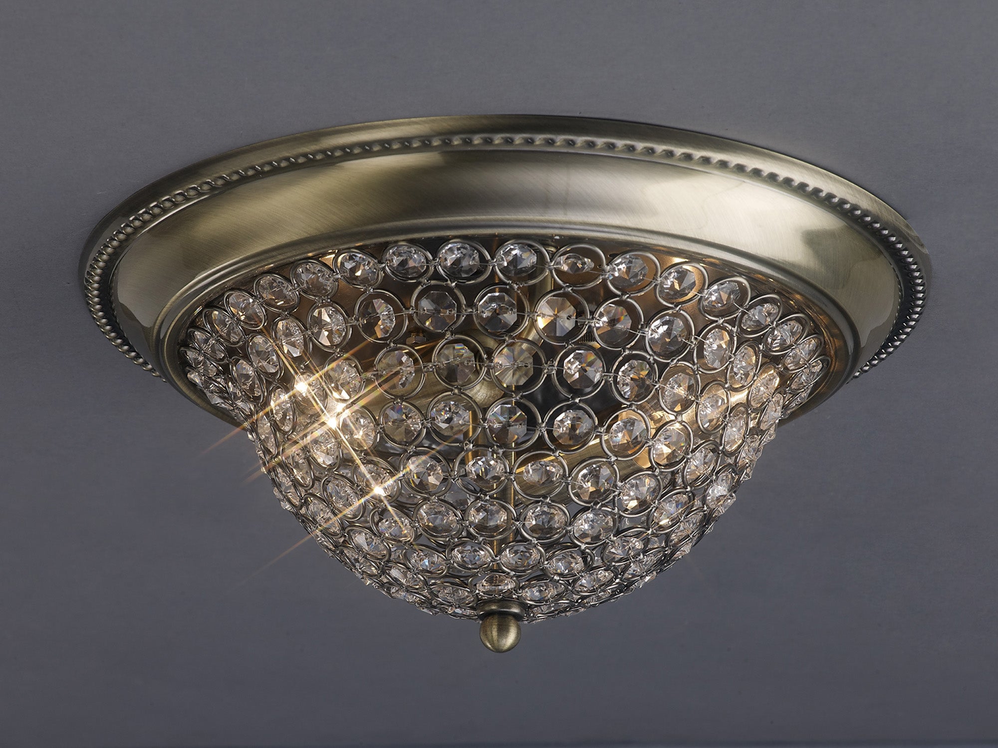 paloma_IL31131