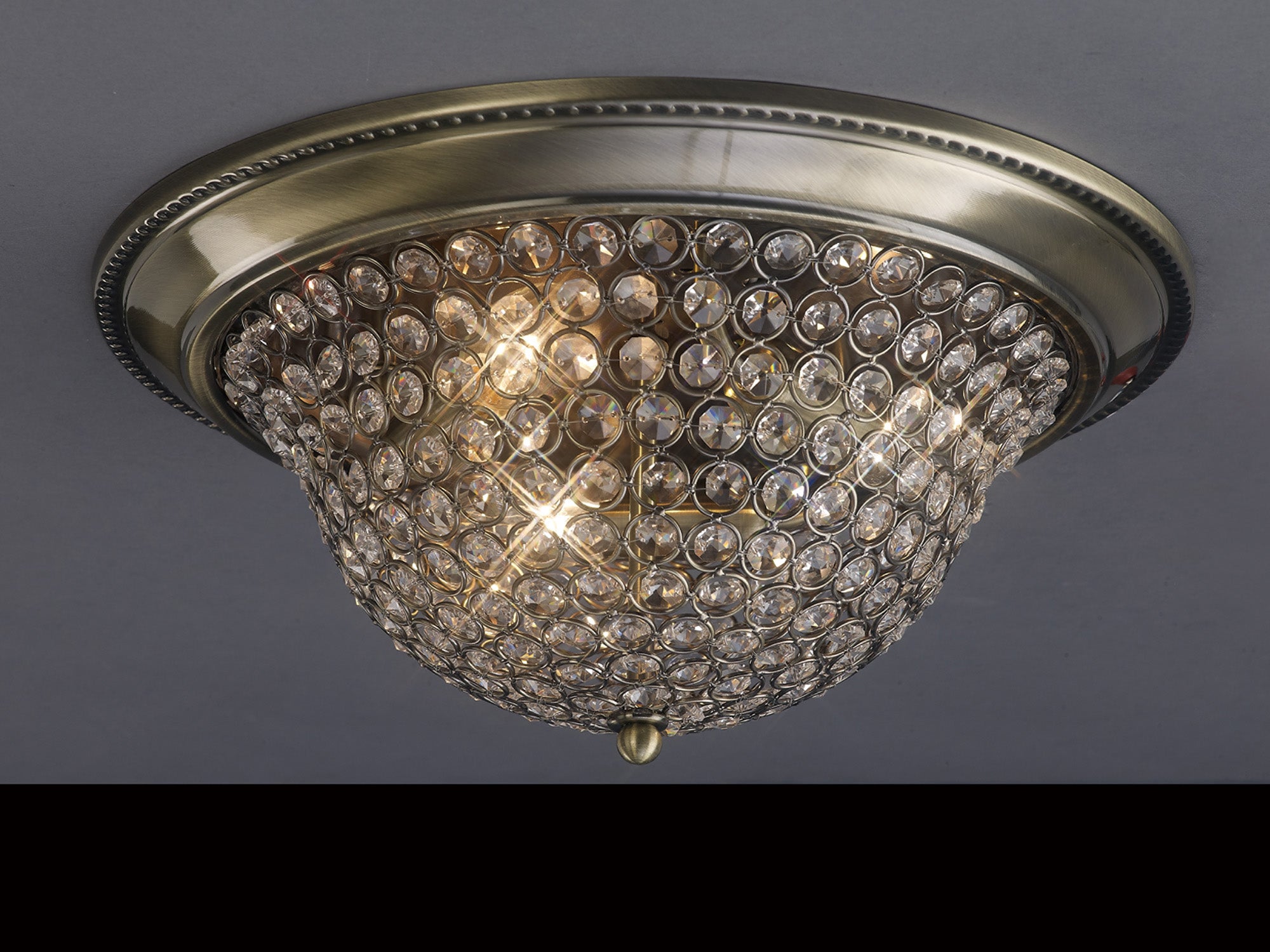 paloma_IL31132