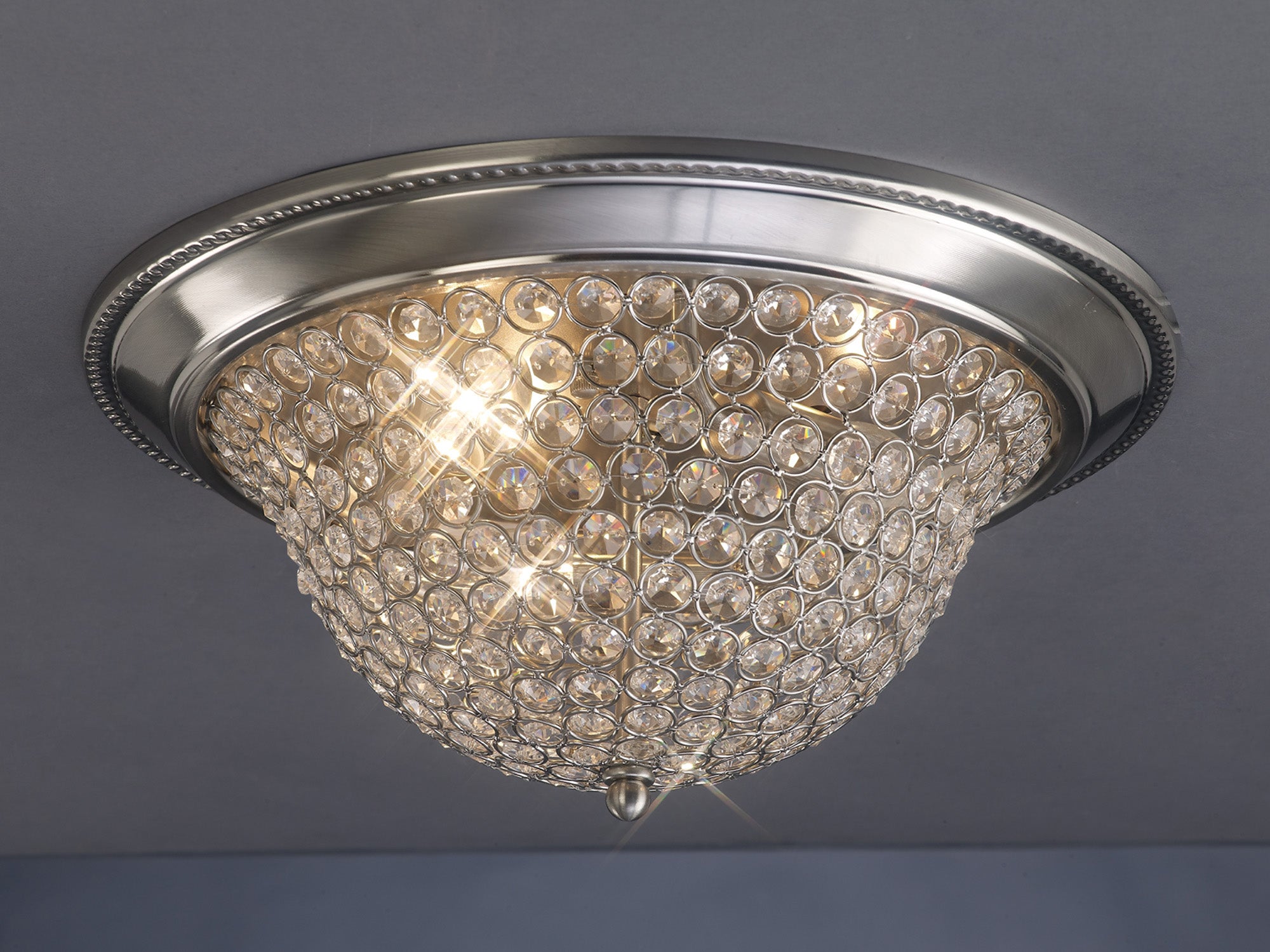 paloma_IL31135